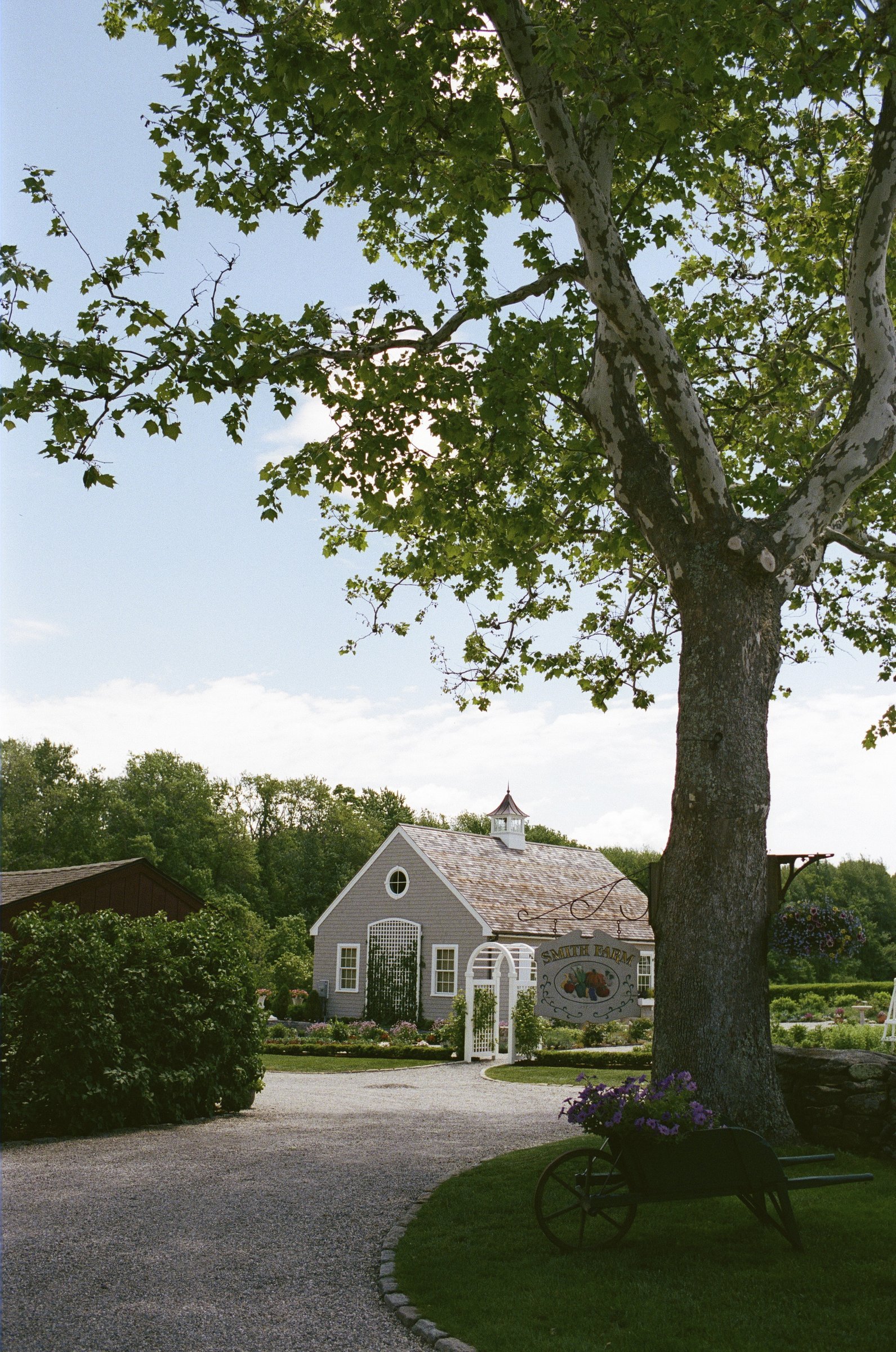 The farmhouse at Smith Farm Gardens under the old maple, on 35mm film