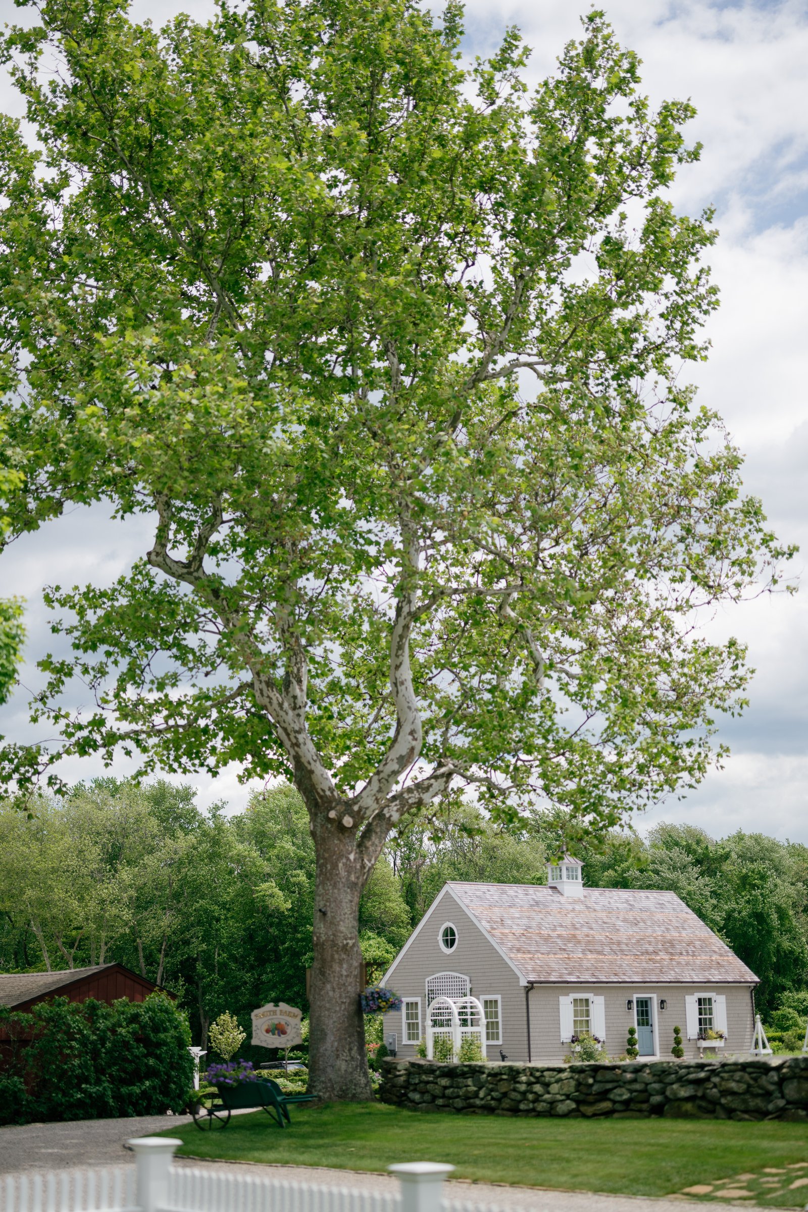 The sycamore tree and the cottage at Smith Farm Gardens in East Haddam