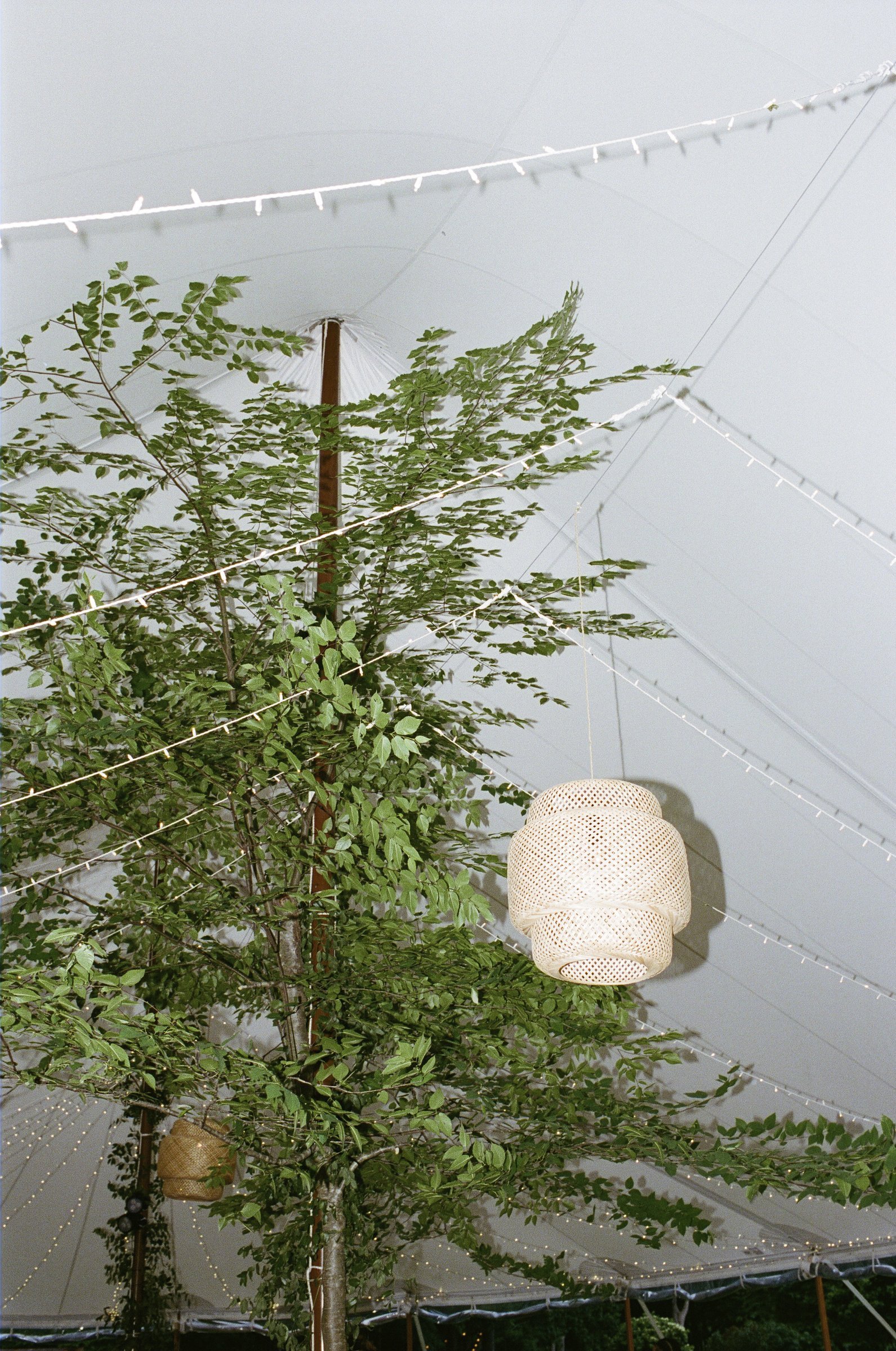 Lanterns hanging in the tree inside the tent